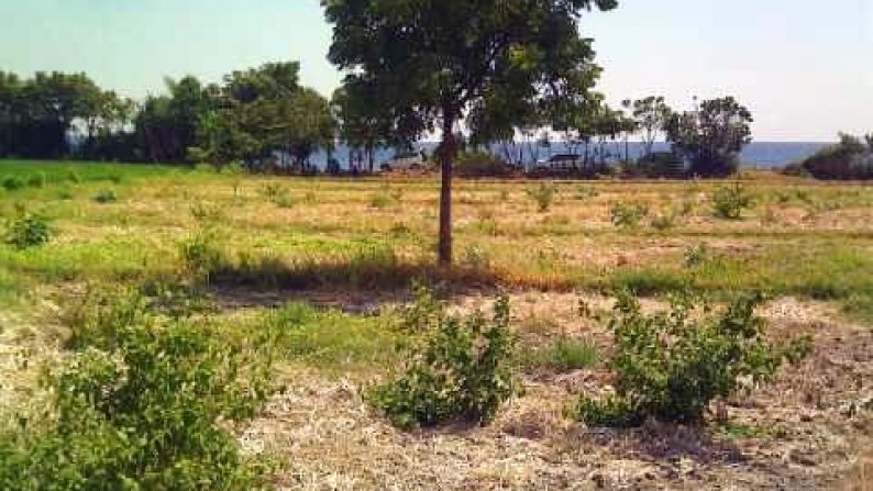 Beach Front Land At Lovina Singaraja