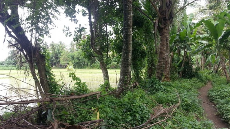 Few Plots At Darmasaba Badung