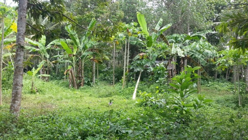 Few Plots At Darmasaba Badung