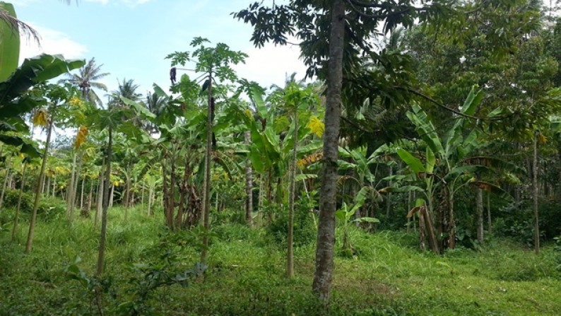 Few Plots At Darmasaba Badung