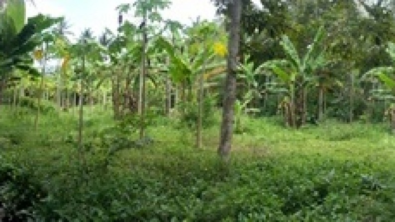 Few Plots At Darmasaba Badung