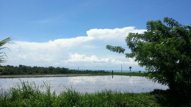 Sea & Rice Field View Land At Klecung Tabanan