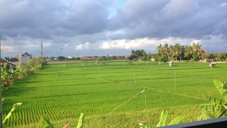 Leasehold 22 Years Homey Villa 8 Are with  Rice Field View Canggu Area