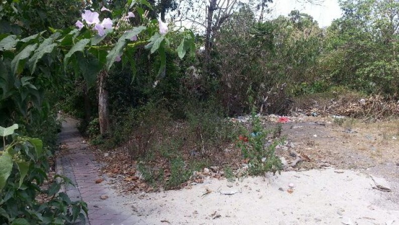 Land For Sale At Tumbak Bayuh Canggu