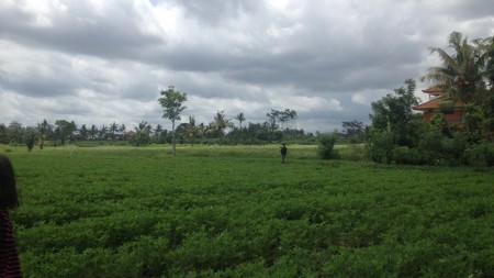 Rice Field View Land At Ubud Area