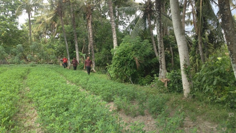 Rice Field View Land At Ubud Area