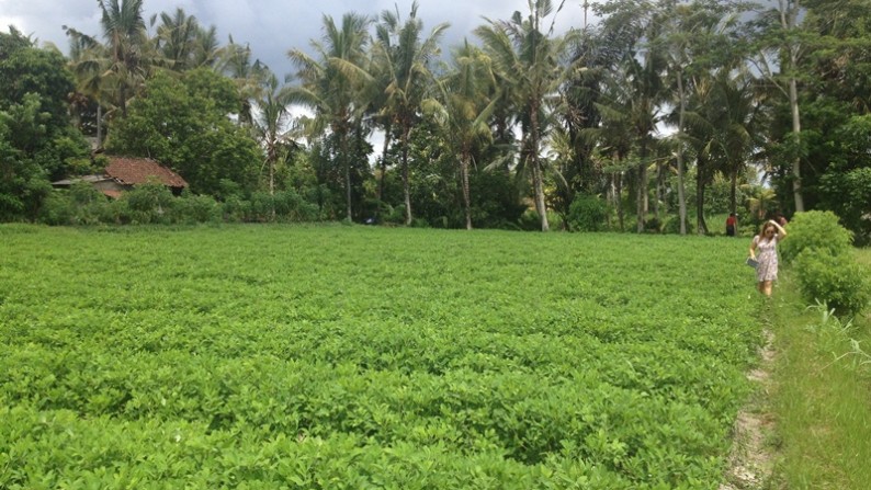 Rice Field View Land At Ubud Area