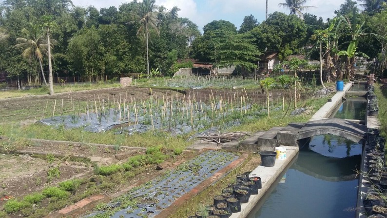 KEBUN HERBS + RUMAH DIJUAL DI PAKEMBINANGUN, SLEMAN, YOGYAKARTA