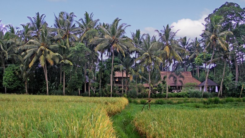 Rice Field View Villa Situated Near The Town of Ubud