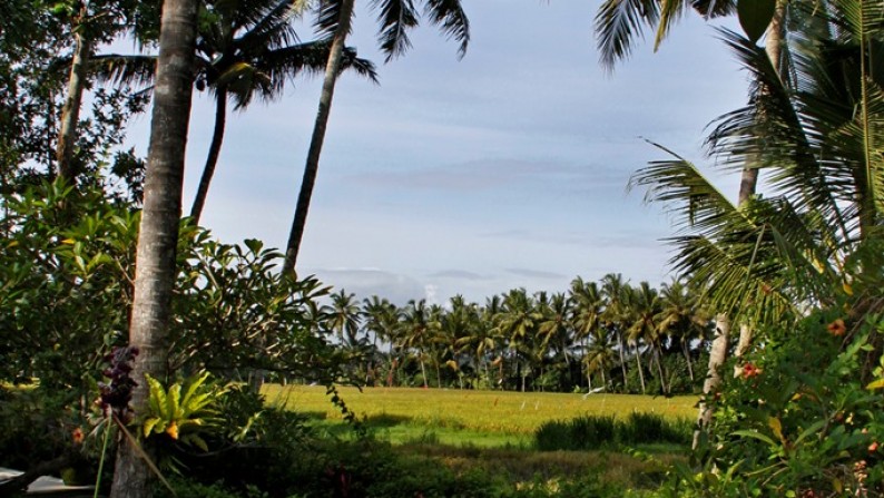 Rice Field View Villa Situated Near The Town of Ubud