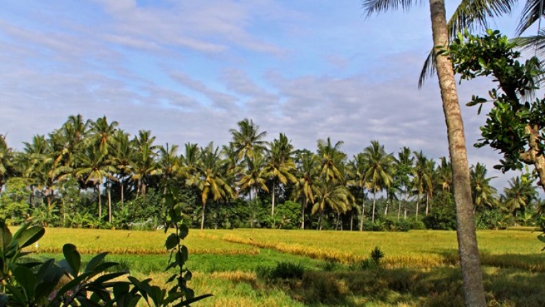 Rice Field View Villa Situated Near The Town of Ubud