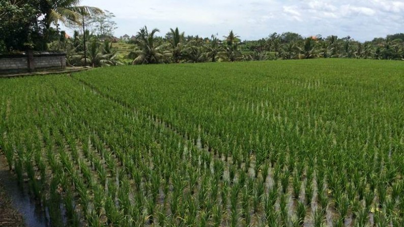 Land At Lod Tunduh Ubud Villa Complex