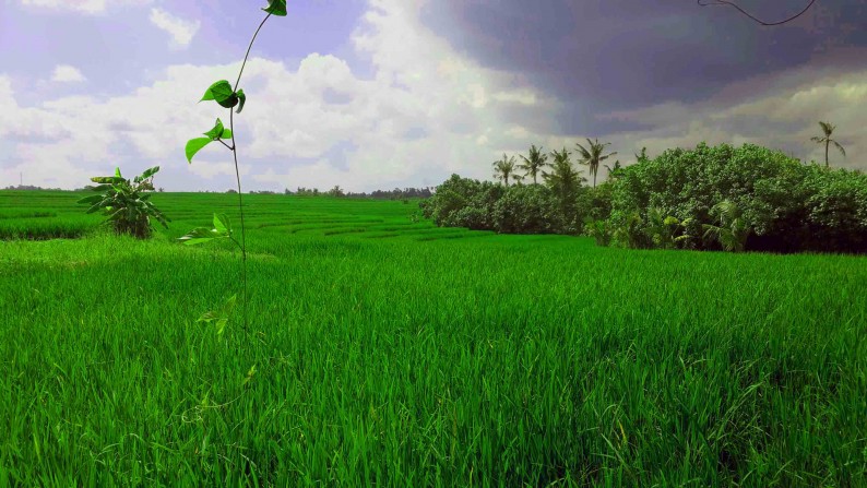 Beach Front Land At Kelating Tabanan