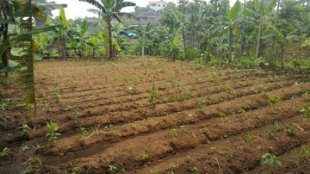 Tanah di daerah Bulukerto, Bumiaji, Batu - Malang..kondisi sudah di urug siap dibangun rumah atau villa.