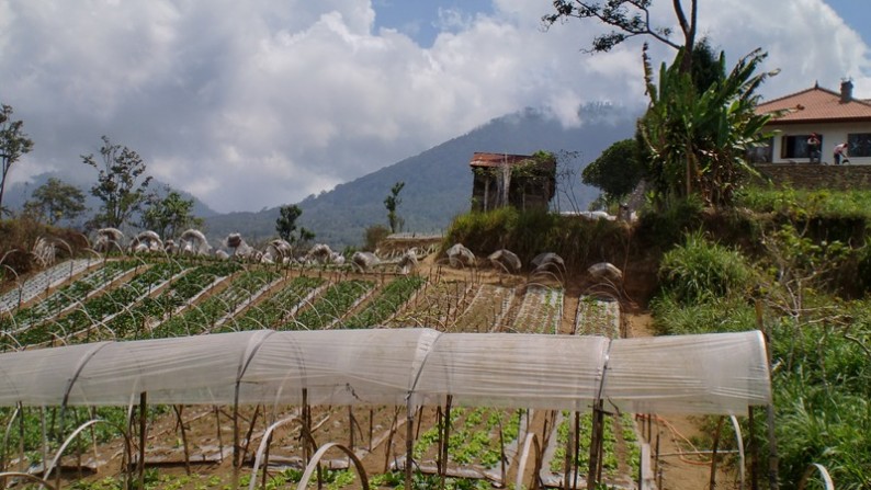 Land At Bedugul Tabanan Few Minutes To Beratan Lake