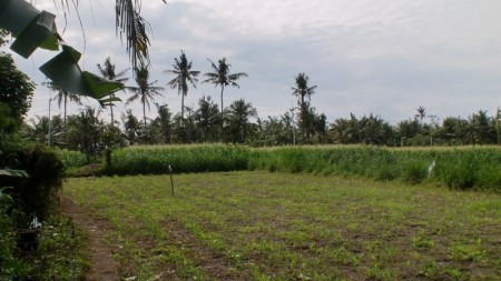 Land At Saba Gianyar Surrounded By Villa and Hotel