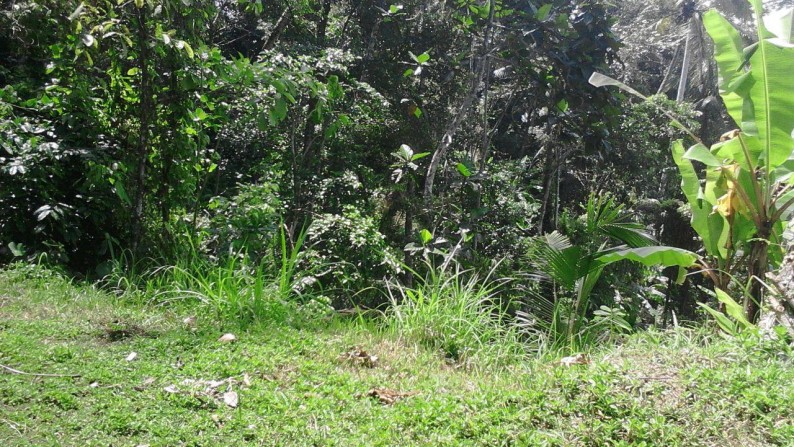 1680 sqm of Freehold Land For Sale Just 20 minute from Ubud in a Peacefull Location