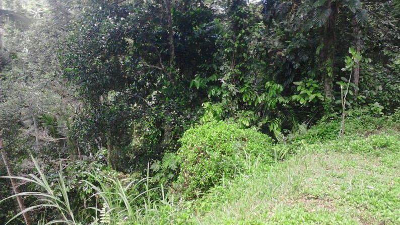 1680 sqm of Freehold Land For Sale Just 20 minute from Ubud in a Peacefull Location