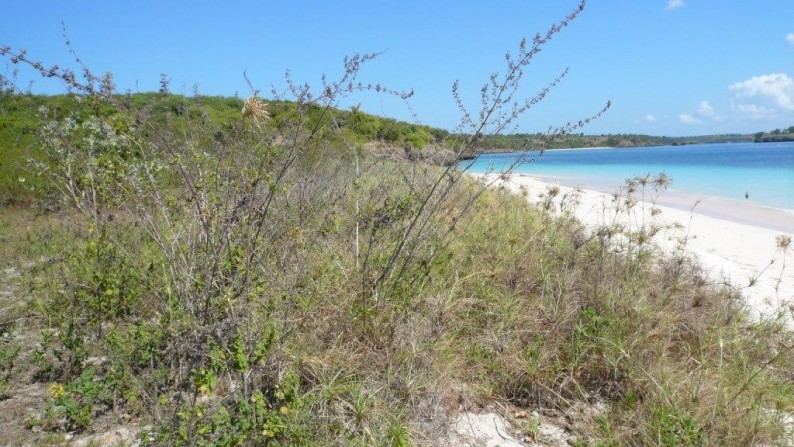 Land Beachfront Almost 4 Ha In Ekas Bay  Lombok Timur