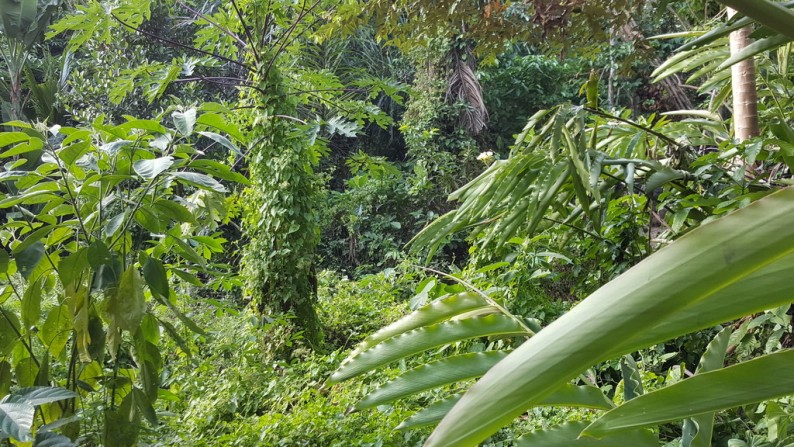 700 sqm of Freehold Land with Amazing Rice field Viewsfor Sale  just 15 minute from Ubud Center