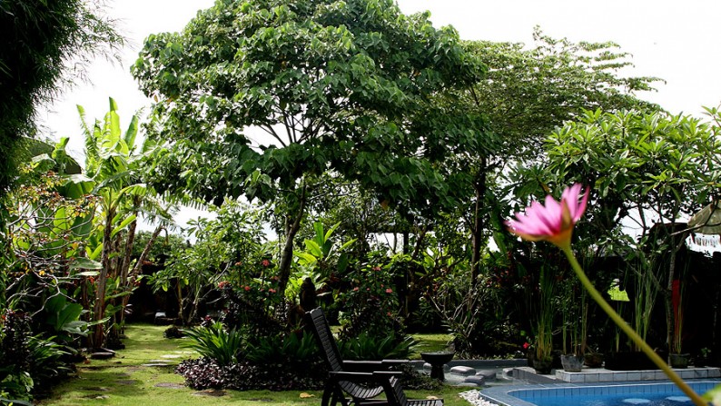 Rice Field View Villa At Berawa Canggu