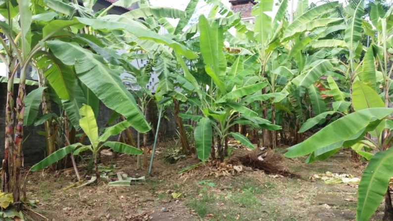 Land At Muding Kerobokan Area