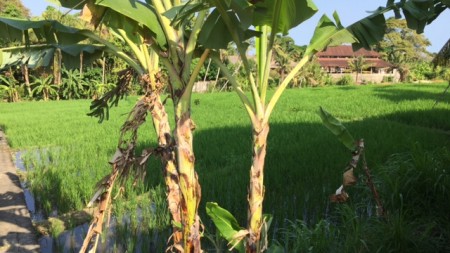 Rice Field View Land At Pererenan