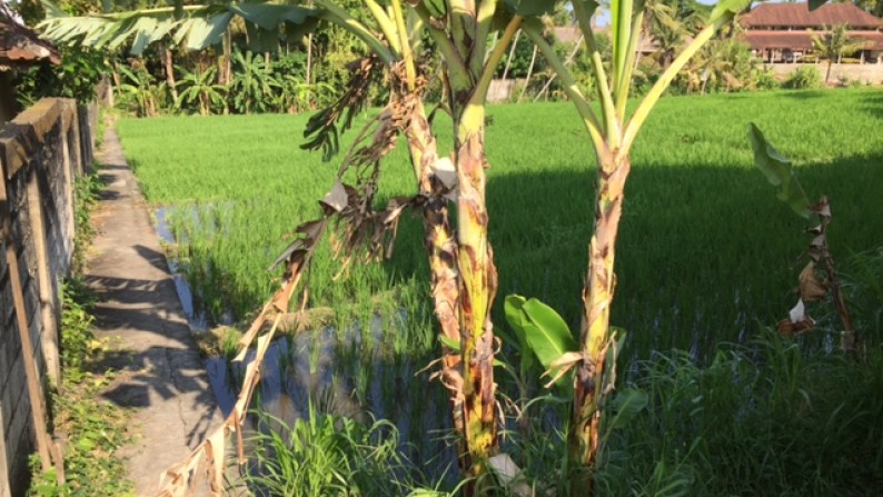 Rice Field View Land At Pererenan