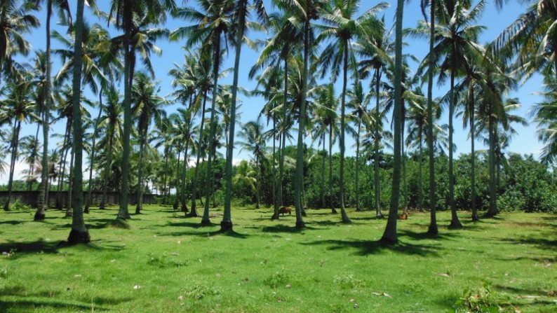 Beach Front Land Located At Pekutatan