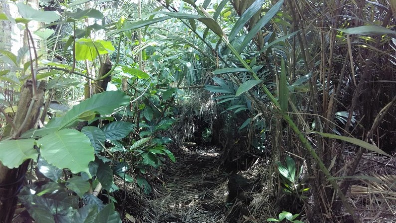 TANAH BONUS KEBUN SALAK PARAKSARI JAKAL KM18, PAKEM, SLEMAN