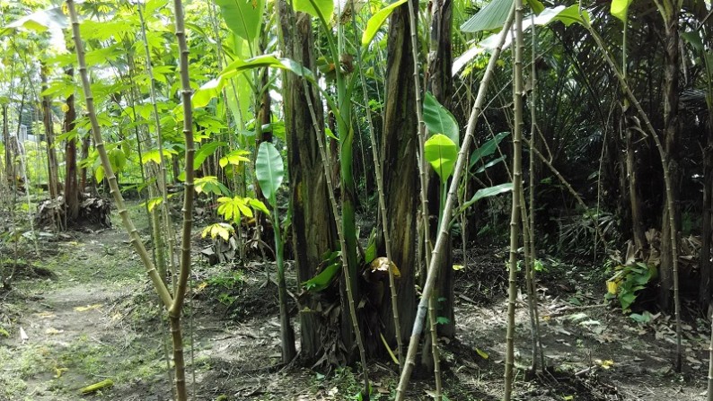 TANAH BONUS KEBUN SALAK PARAKSARI JAKAL KM18, PAKEM, SLEMAN