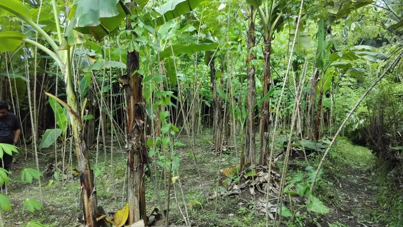 TANAH BONUS KEBUN SALAK PARAKSARI JAKAL KM18, PAKEM, SLEMAN