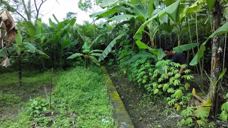 TANAH BONUS KEBUN SALAK PARAKSARI JAKAL KM18, PAKEM, SLEMAN