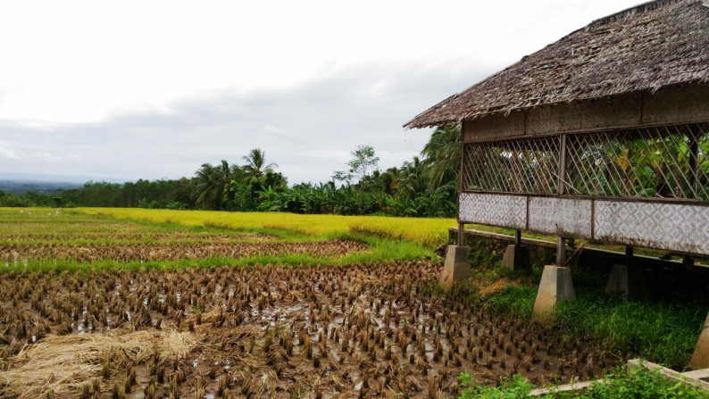 Dijual kavling luas, dan ada pesawahan lokasi sangat strategis, cocok untuk pertanian dan tempat tinggal, .