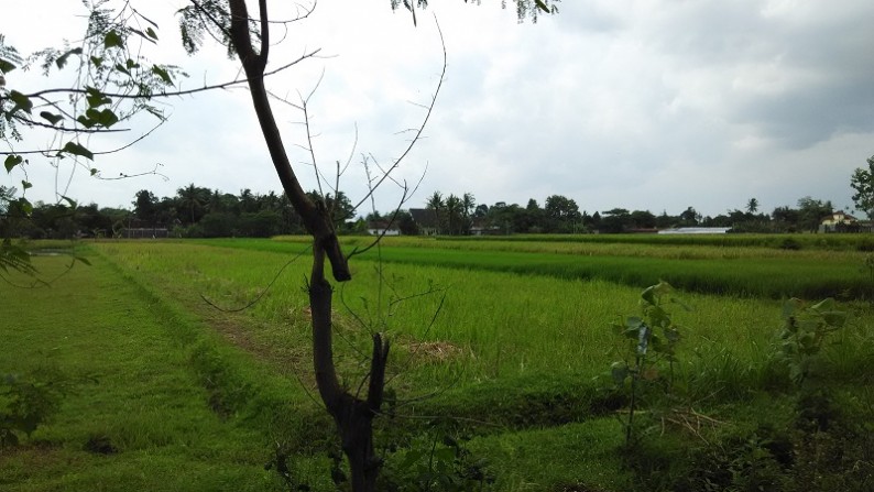 TANAH SAWAH DIJUAL DISIDOMOYO, GODEAN, SLEMAN, YOGYAKARTA.