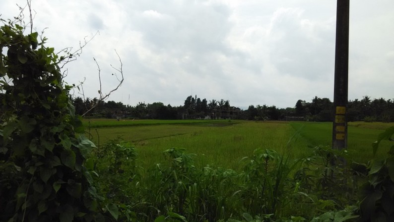 TANAH SAWAH DIJUAL DISIDOMOYO, GODEAN, SLEMAN, YOGYAKARTA.