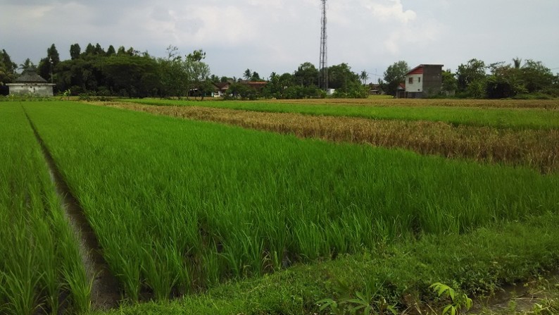 TANAH SAWAH DIJUAL DISIDOMOYO, GODEAN, SLEMAN, YOGYAKARTA.