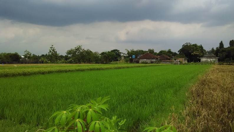 TANAH SAWAH DIJUAL DISIDOMOYO, GODEAN, SLEMAN, YOGYAKARTA.