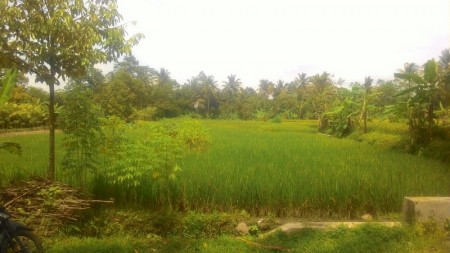 TANAH SAWAH DI UMBULMARTANI, NGEMPLAK, SLEMAN.