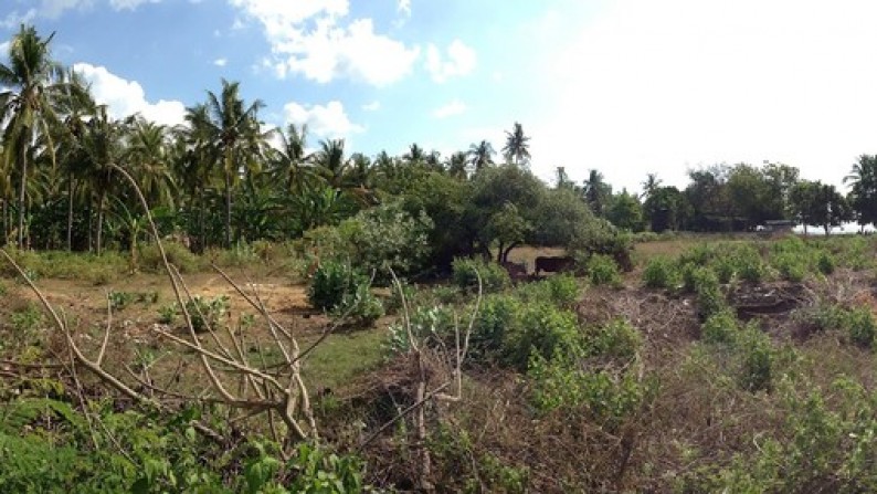 Absolute Beachfront Land in Gerokgak, Buleleng