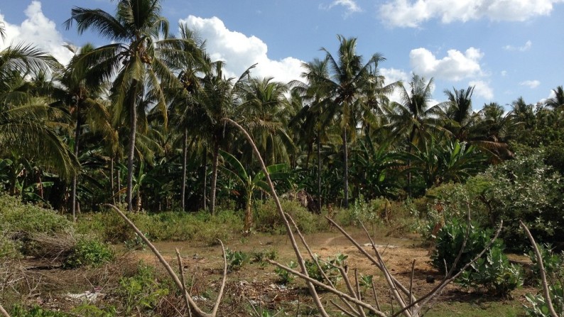 Absolute Beachfront Land in Gerokgak, Buleleng