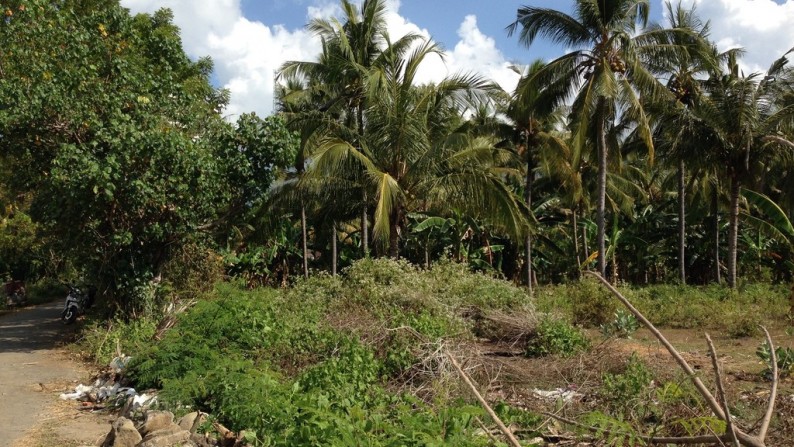 Absolute Beachfront Land in Gerokgak, Buleleng