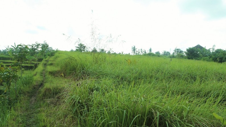 5800 Sq m of Freehold Land For Sale Located on main road just 25 minute from Tabanan Center