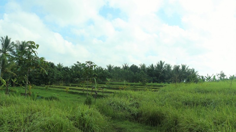 5800 Sq m of Freehold Land For Sale Located on main road just 25 minute from Tabanan Center