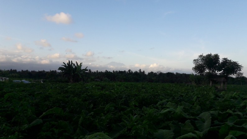1200 Sq m of Freehold Land For Sale Close to Beach and Just 20 Minutes from Ubud Center
