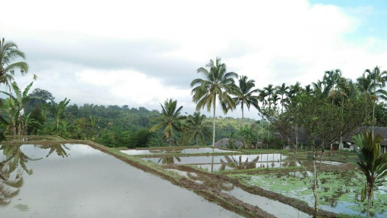 This 9,500 sq m of Freehold Land with Valley, River, and Rice Field View For Sale 35 Minutes from Ubud Center