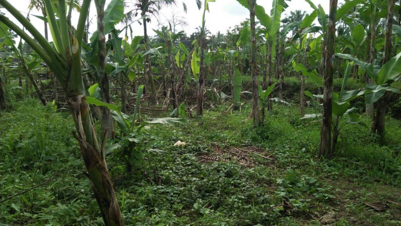 This 9,500 sq m of Freehold Land with Valley, River, and Rice Field View For Sale 35 Minutes from Ubud Center