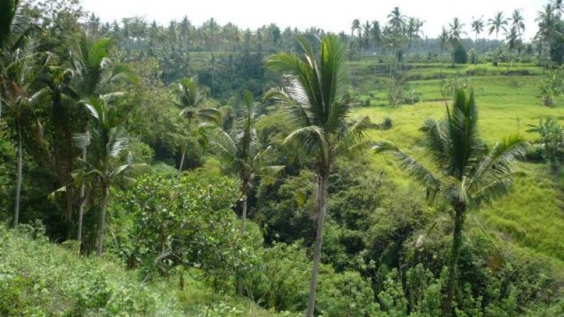 Tanah Lembah Pinggir Sungai 2,6 ha di Pujut Paku