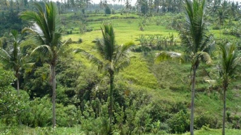 Tanah Lembah Pinggir Sungai 2,6 ha di Pujut Paku