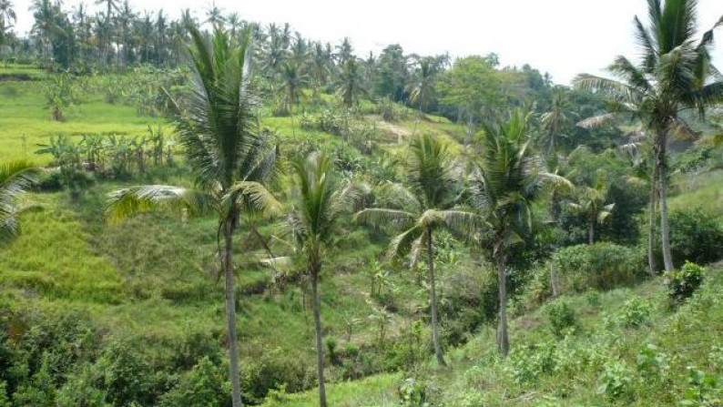 Tanah Lembah Pinggir Sungai 2,6 ha di Pujut Paku